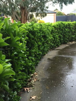 Euonymus "Green Rocket"