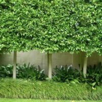 Pleached Hedging