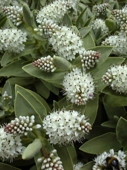 A Hebe 'Albicans' 6" Pot is sitting on a flower.
