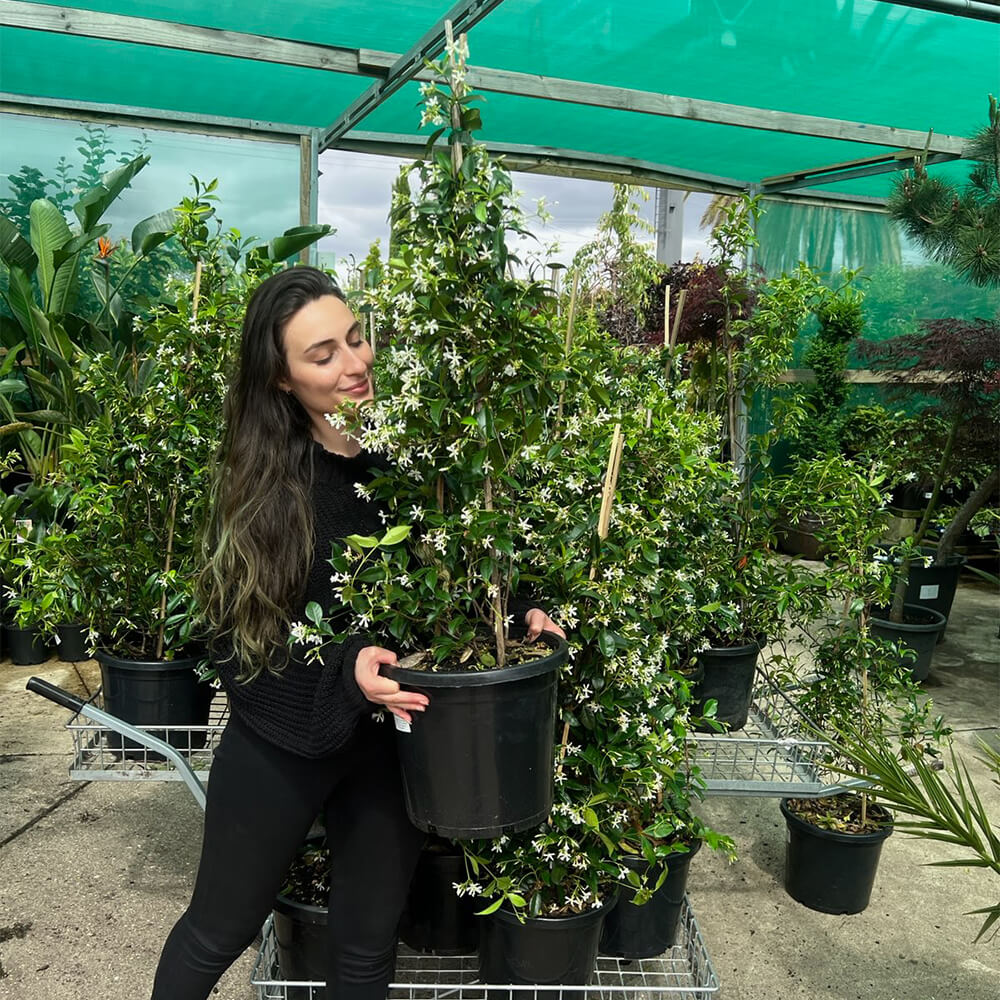 Hello Hello Plants Star Jasmine 4ft tall