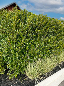 Hello Hello Plants Nursery Campbellfield Melbourne Victoria Australia Ficus macrocarpa hillii hedge 2