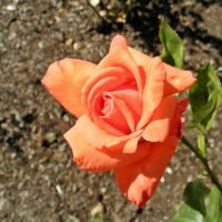 Rose 'Command Performance'