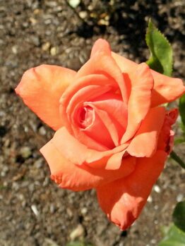Rose 'Command Performance' Bush Form