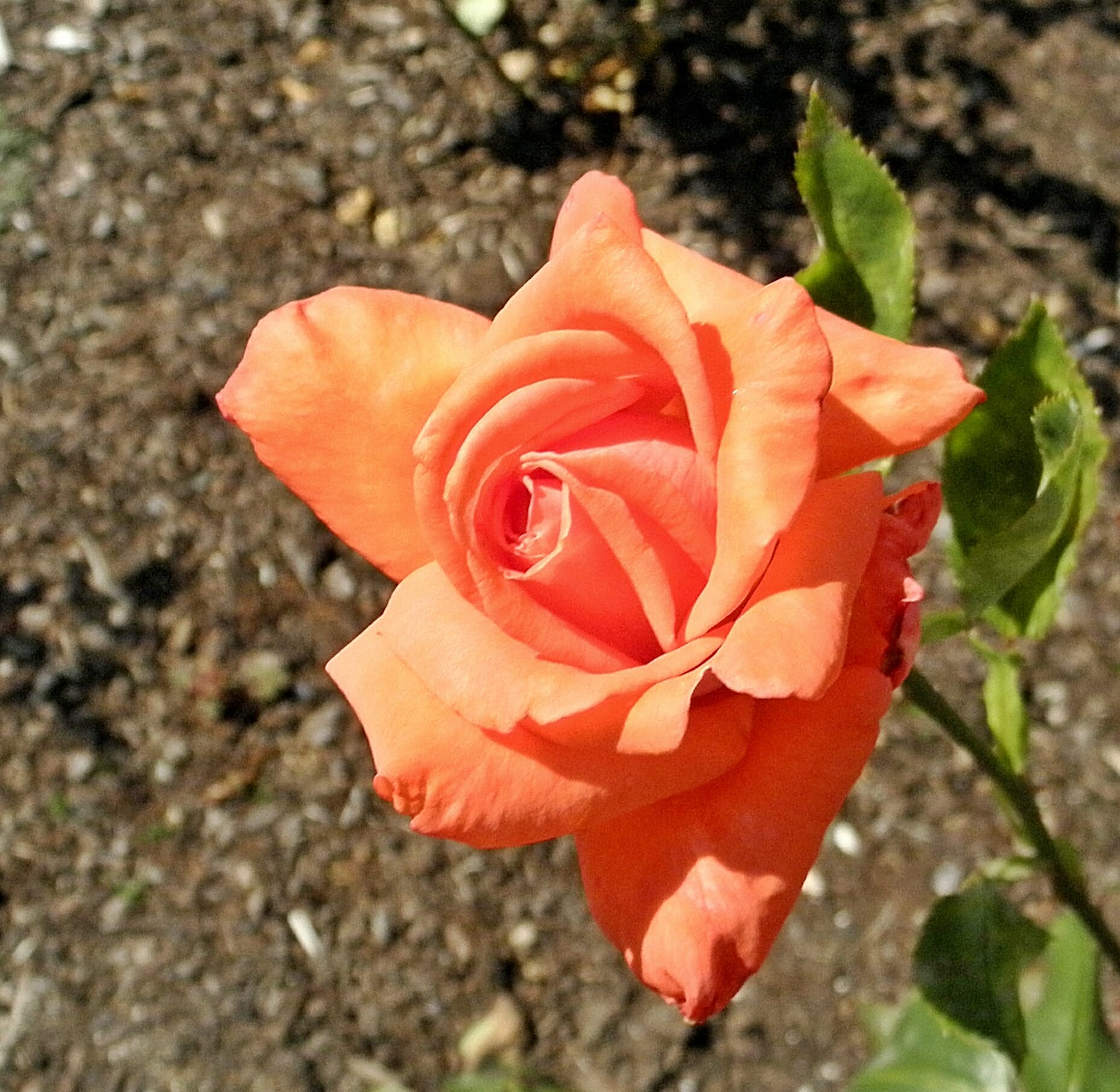 Rose 'Command Performance'