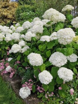 White hydrangeas with large blooms and green leaves are planted along a garden stone wall, accompanied by small pink flowers at the base. Nearby, a graceful Acer 'Trident' Japanese Maple adds a touch of serenity to the scene. A lush green lawn is visible in the foreground.