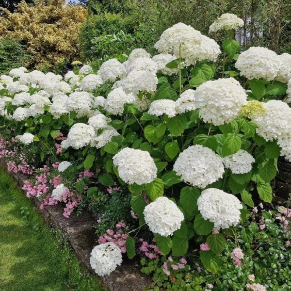 White hydrangeas with large blooms and green leaves are planted along a garden stone wall, accompanied by small pink flowers at the base. Nearby, a graceful Acer 'Trident' Japanese Maple adds a touch of serenity to the scene. A lush green lawn is visible in the foreground.