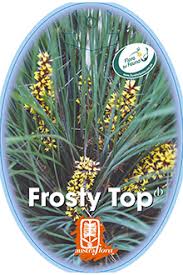 Lomandra 'Frosty Top' 8" Pot - Image 4