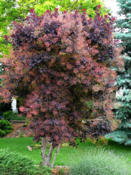 A Cotinus 'Purple Smoke Bush' 10" Pot with red and purple leaves in a garden.