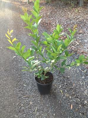 A young Citrus Lemon Tree 'Meyer' 10" Pot on a gravel path, showing vibrant green leaves with new growth at the tips.