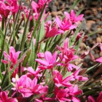 Rhodohypoxis 'Pink' 3" Pot