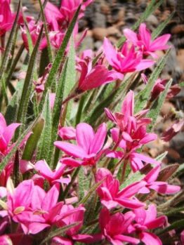 Rhodohypoxis 'Pink'