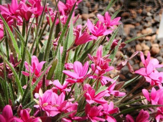 Rhodohypoxis 'Pink' 4" Pot