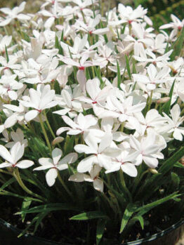 Rhodohypoxis 'White'