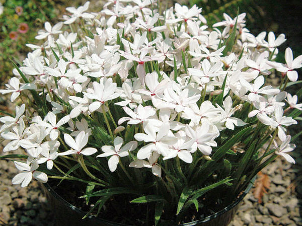 Rhodohypoxis 'White'