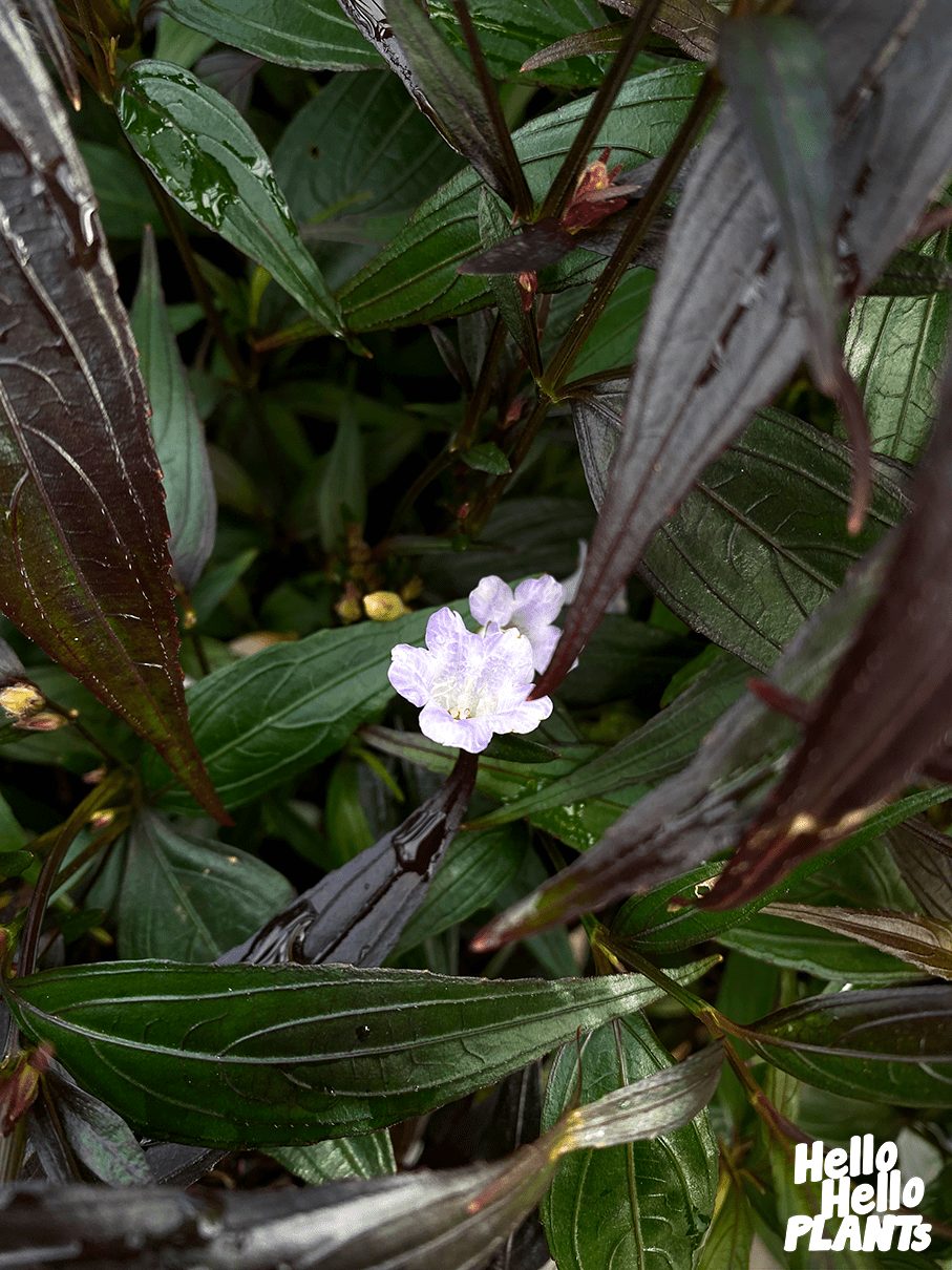 Strobilanthes 'Goldfussia' 3" Pot - Image 2
