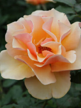 Rose 'Brandy'