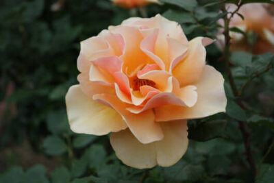Rose 'Brandy' 2ft Standard