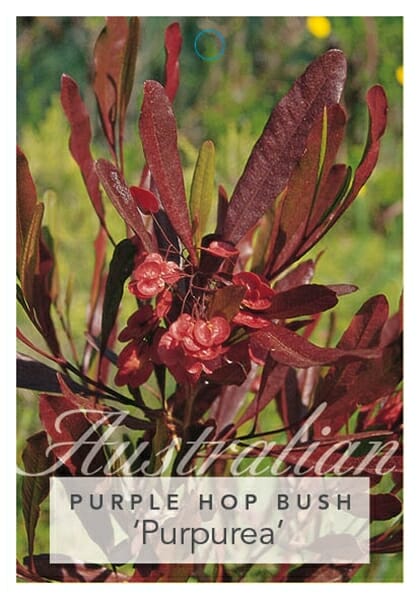 Dodonaea 'Purple Hop Bush' - Image 2