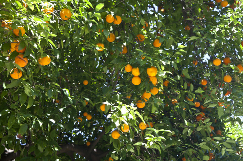 Citrus 'Valencia' Orange (Dwarf) 12" Pot - Image 2