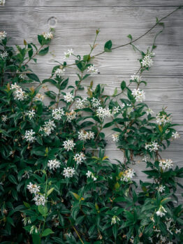 Trachelospermum 'Chinese Star Jasmine' features green leafy vines and clusters of small white flowers growing along a textured gray wooden wall.