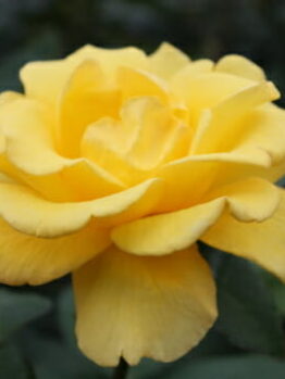 Rose 'Helmut Schmidt'