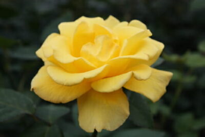 Rose 'Helmut Schmidt' 2ft Standard