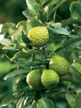 Citrus 'Kaffir' Lime Tree