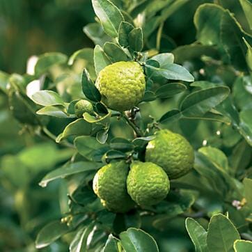 Citrus 'Kaffir' Lime Tree 10" Pot (Dwarf)