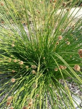 Ficinia 'Knotted Club Rush'