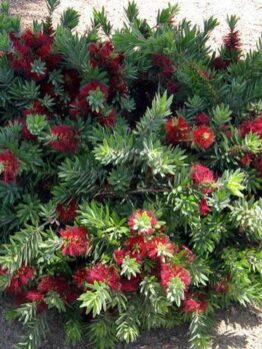 Callistemon "Little John"