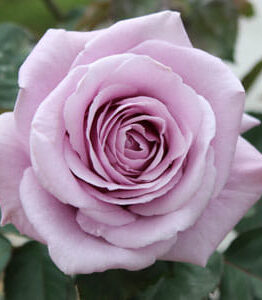 Close-up of a blooming Rose 'Lady X' in light lavender, with lush green leaves softly framing the background.