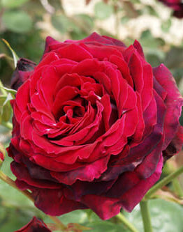 Rose 'Norita®' Bush Form