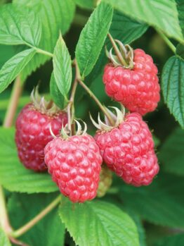 Clusters of ripe red Rubus 'Nootka' raspberries hang from a leafy branch.