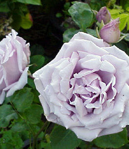 Rose 'Stainless Steel'
