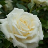 Rose 'Polarstern®'