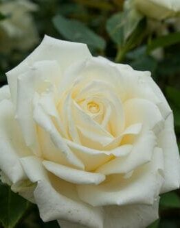 Rose 'Polarstern®' 2ft Standard