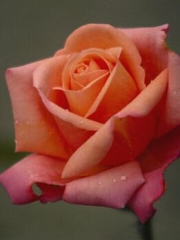 Rose 'Royal Dane'
