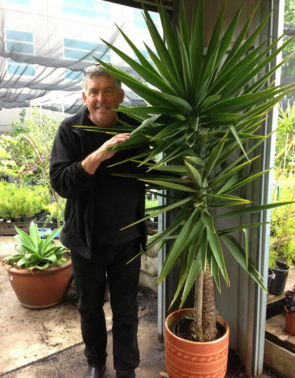 Yucca elephantipes 'Stick Yucca' 16" Pot - Image 4
