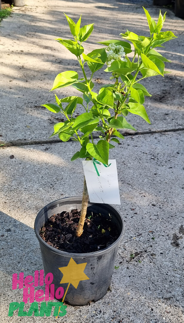 Syringa 'Cora Brandt' Lilac 8" Pot - Image 2