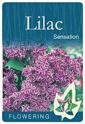 The label features "Syringa 'Sensation' Lilac" adorned with vivid purple and white flowers. Complemented by the word "Flowering" and a leaf icon, it’s an ideal choice for any garden, especially in a 10" pot to appreciate the delicate elegance of these Sensation Lilacs.