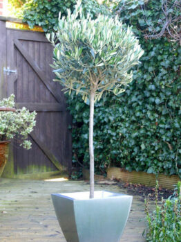 A small Olea 'Manzanillo' Olive 13" Pot 6ft Standard in a garden at Hello Plants.