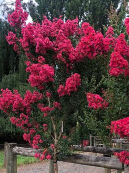 Vibrant pink Lagerstroemia 'Tuscarora' Crepe Myrtle tree in full bloom near a wooden fence, surrounded by greenery under a cloudy sky.