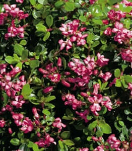 Hello Escallonia 'Pink Pixie' 6" Pot: A bush with pink flowers and green leaves.