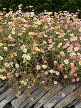 Erigeron 'Seaside Daisy' forms a vibrant ground cover of dense clusters of small white and pink daisy-like flowers cascading over a stacked stone wall, set against lush green foliage.