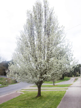 Pyrus calleryana Aristocrat in bloom