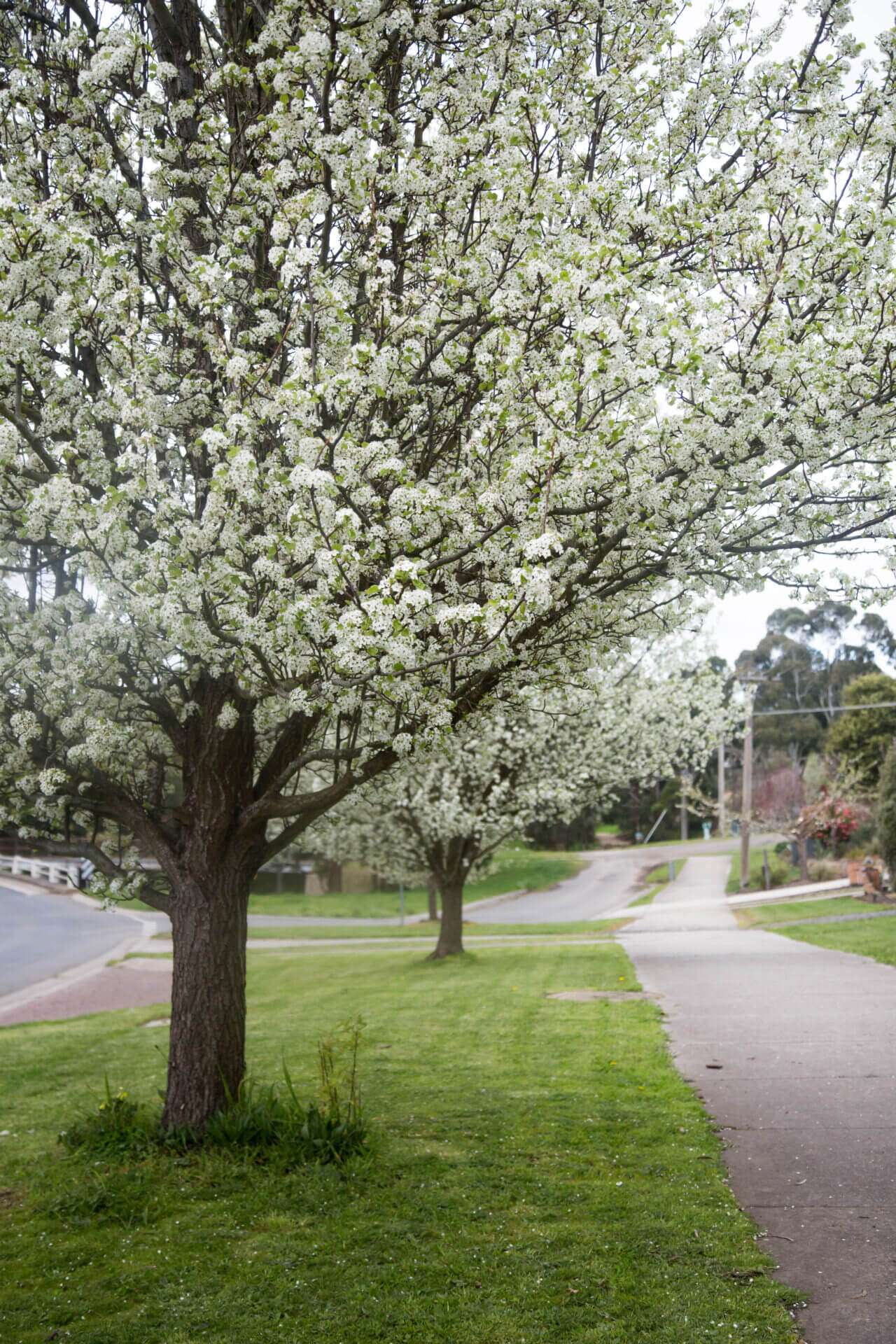 Pyrus 'Aristocrat' Ornamental Pear - Image 13