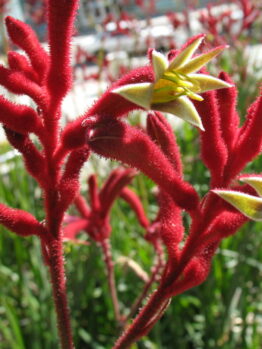 A red Anigozanthos 'Big Red' Kangaroo Paw 6" Pot with a yellow Anigozanthos 'Big Red' Kangaroo Paw 6" Pot among Hello Plants.