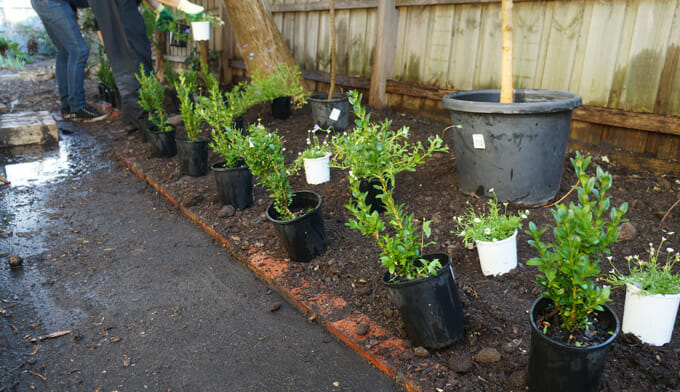 Formal Plants Laid Out