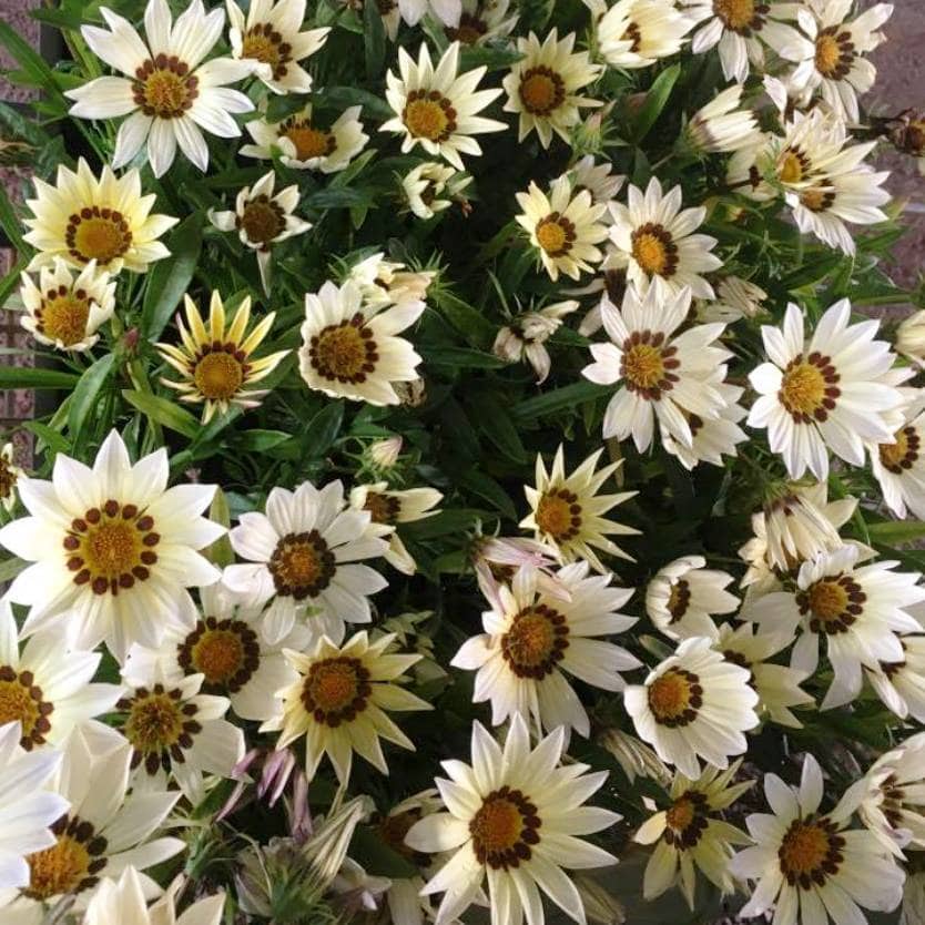 Gazania 'White' 6" Pot - Image 2