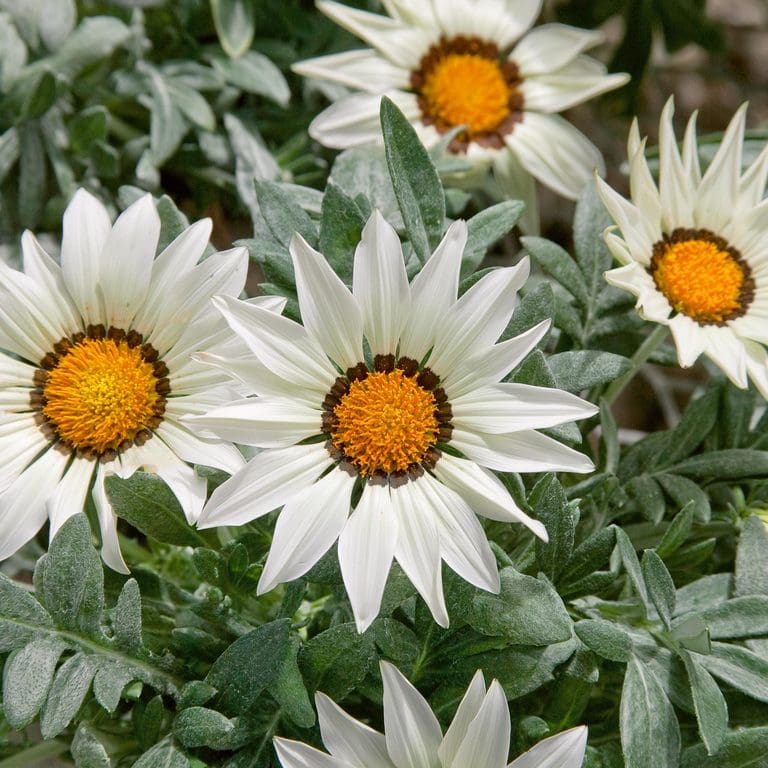 Gazania 'White' 6" Pot - Image 3